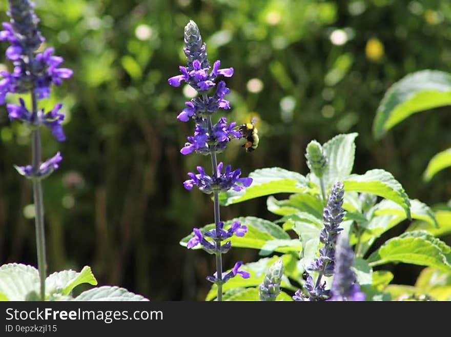 Lavender Flower in Selective Blur Photography