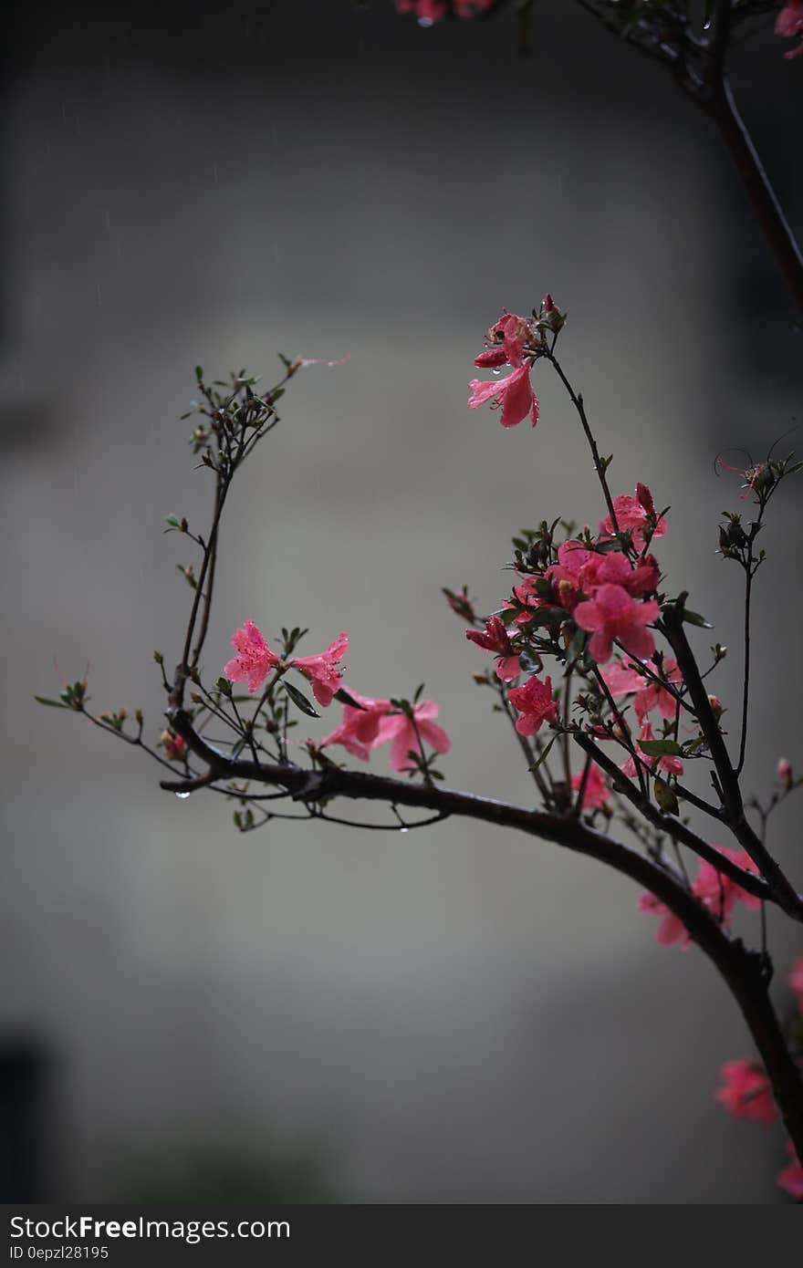 Selective Focus Photography Pf Pink Petaled Flower