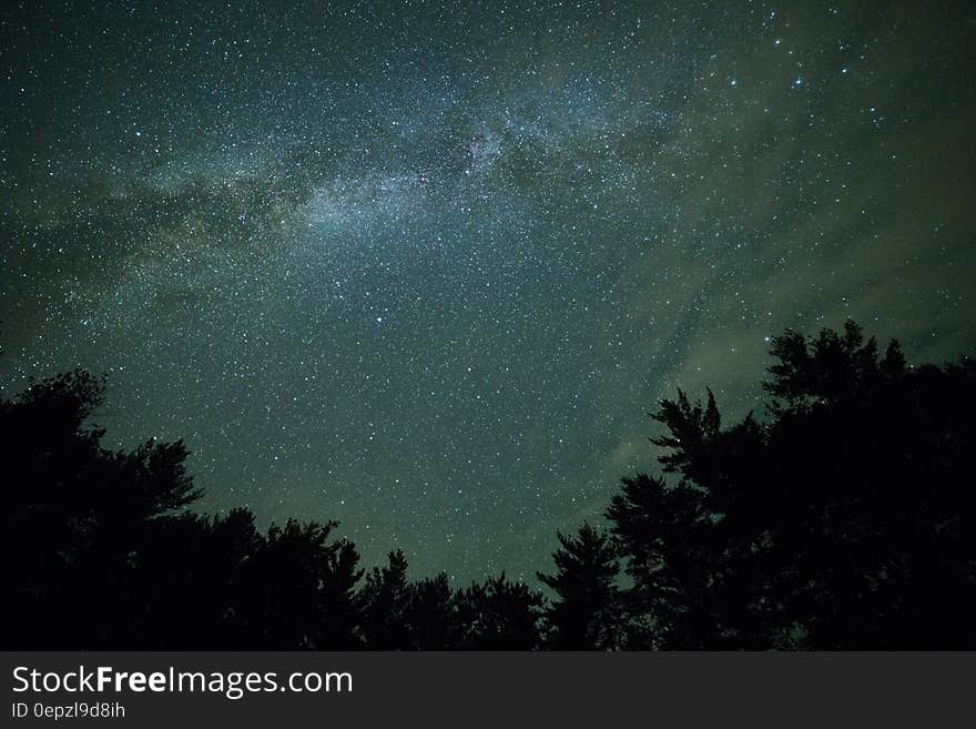 Starry Sky over Silhouette of Trees