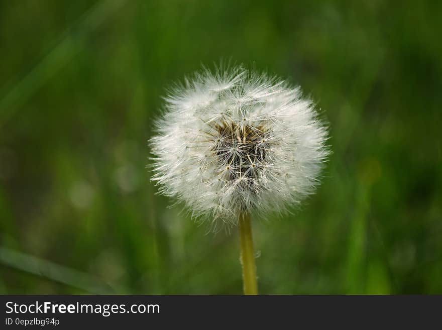 White Dandelion