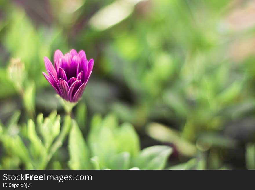 A close up of a violet flower with green background.