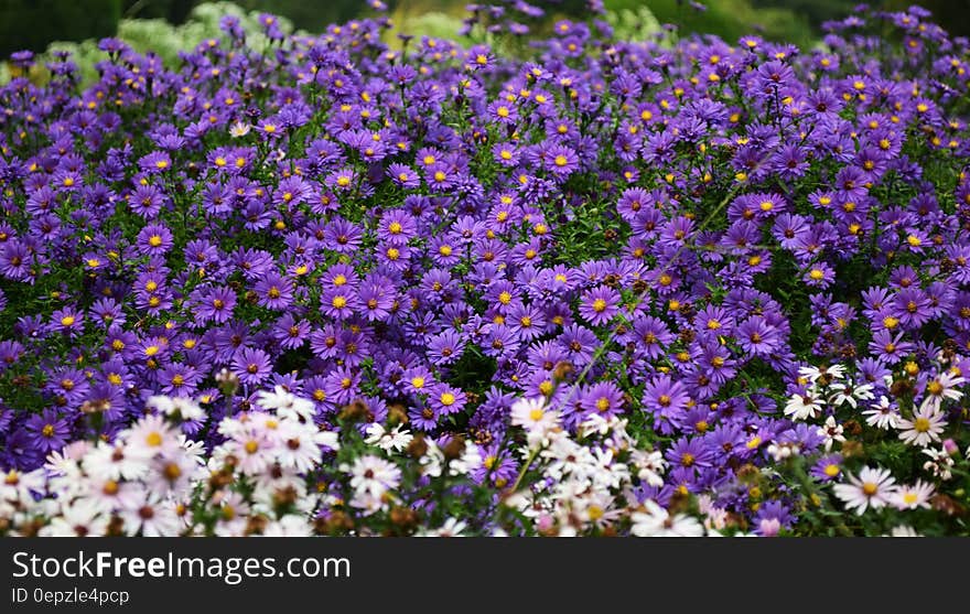 White and Purple Petaled Flowers at Daytime