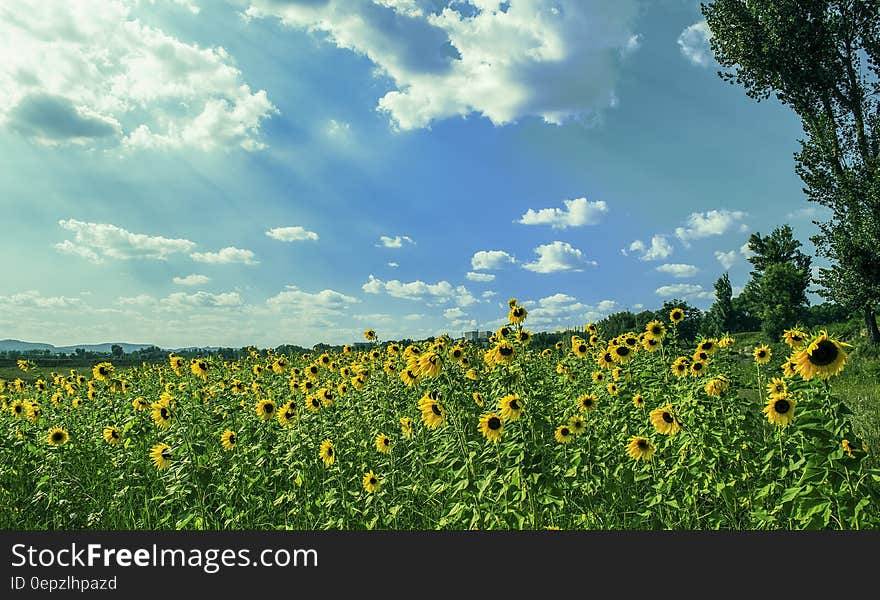 Yellow Sunflower Field Under Blue and White Sky