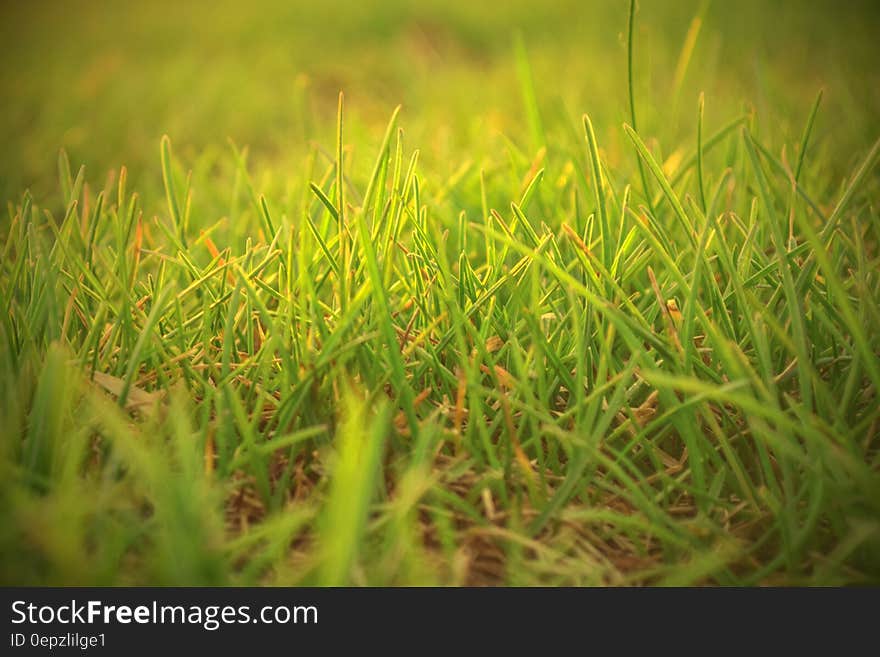 Green Grass Field