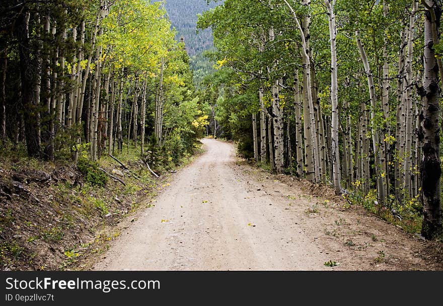 Empty Road Between Birch Trees during Daytime