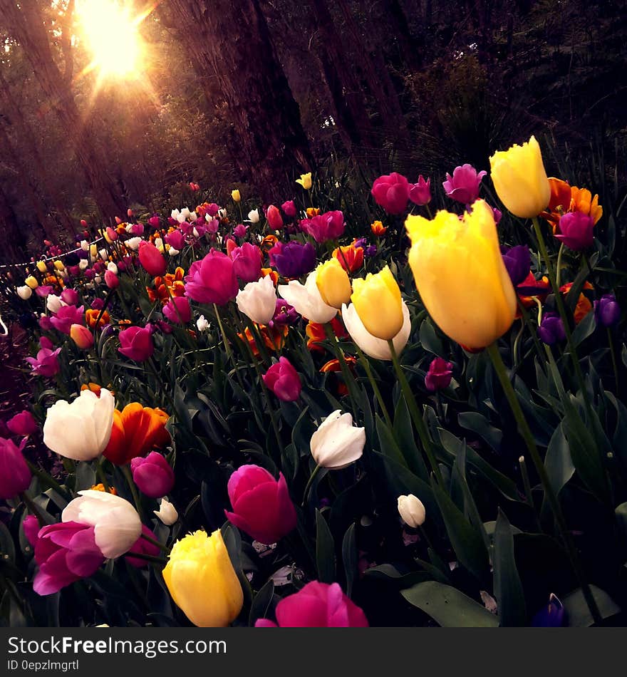 Yellow and White Tulips Field