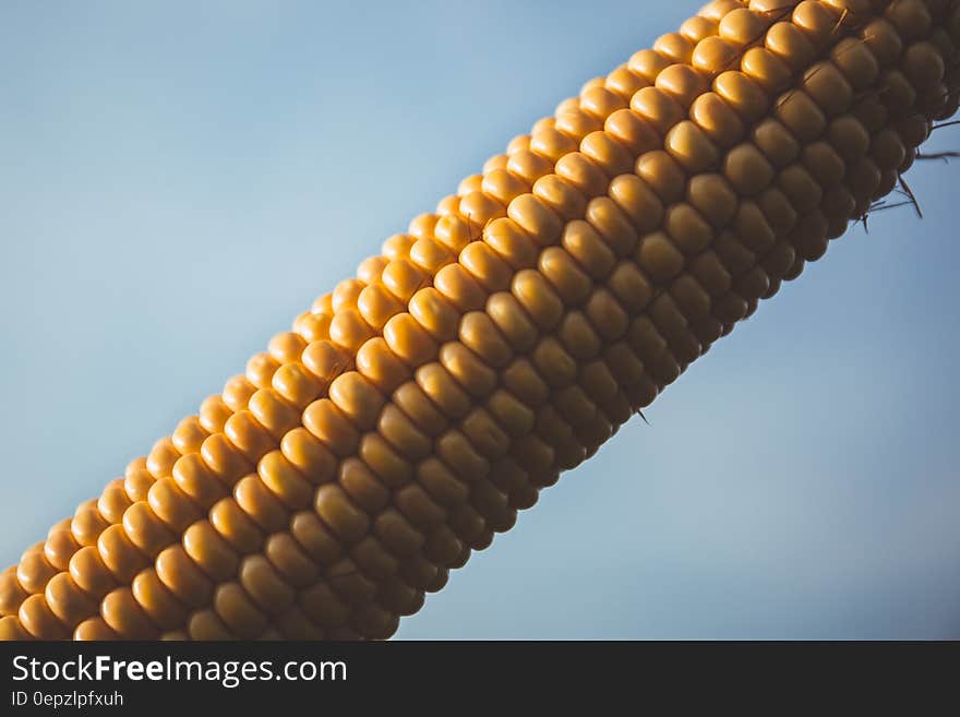 Corn With Blue Sky during Daytime