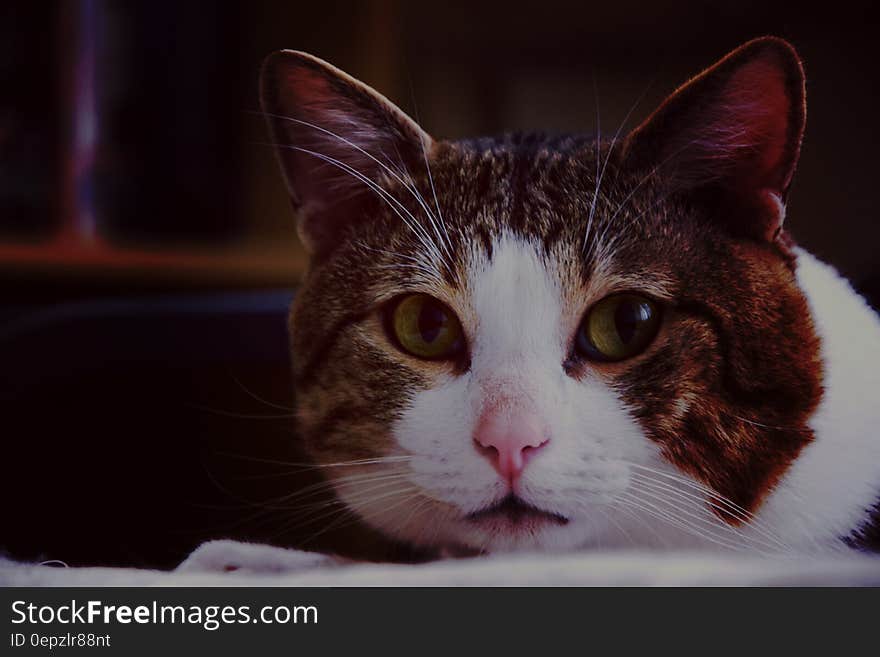 Brown White Gray Cat in Close Up Photography