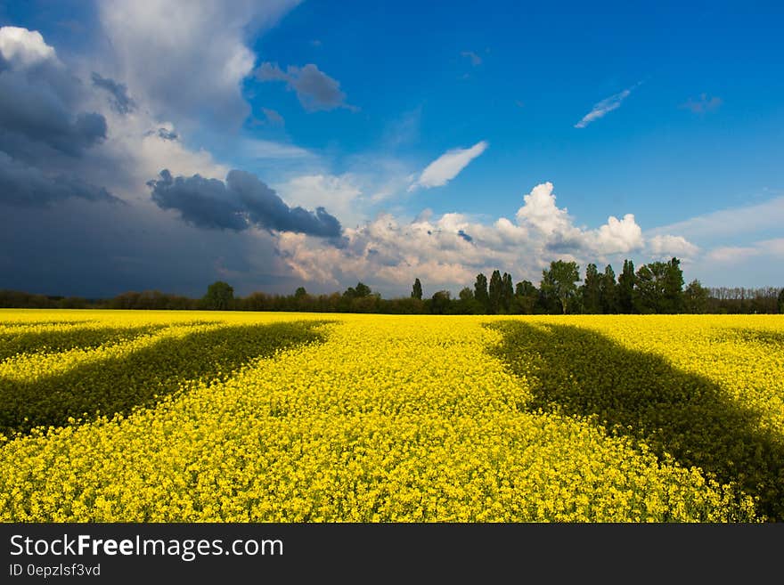 Green Field Under White and Blue Clouds during Daytime