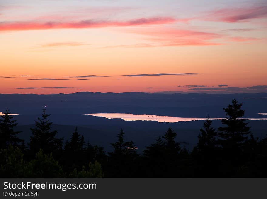 Silhouette of Pine Trees during Golden Hour