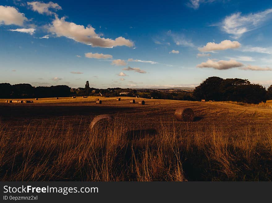 Golden stubble fields at sunset with straw bales scattered around after harvesting the cereal crop. Background of farm buildings and forest, blue sky and fluffy clouds. Golden stubble fields at sunset with straw bales scattered around after harvesting the cereal crop. Background of farm buildings and forest, blue sky and fluffy clouds.