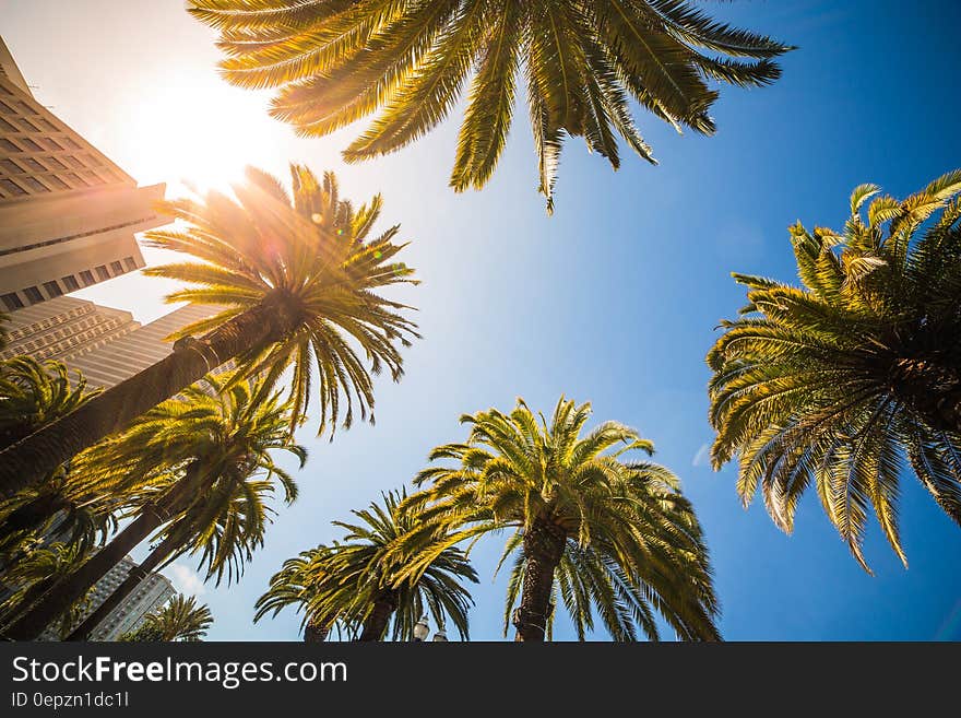 Green Leaf Palm Trees Near White Structure