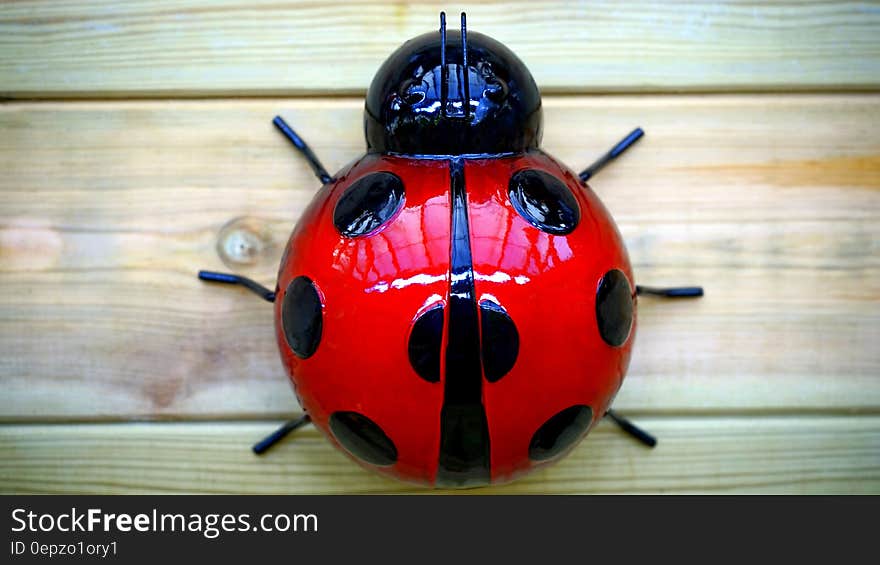 Ladybug Plastic Toy