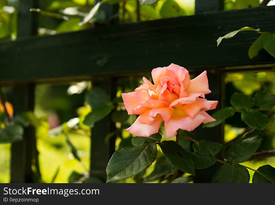 Close up of pink rose blooming next to fence in sunny garden. Close up of pink rose blooming next to fence in sunny garden.