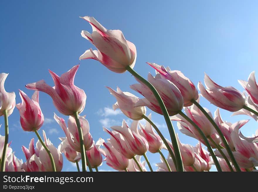 Pink and white tulips blooming against blue skies on sunny day. Pink and white tulips blooming against blue skies on sunny day.