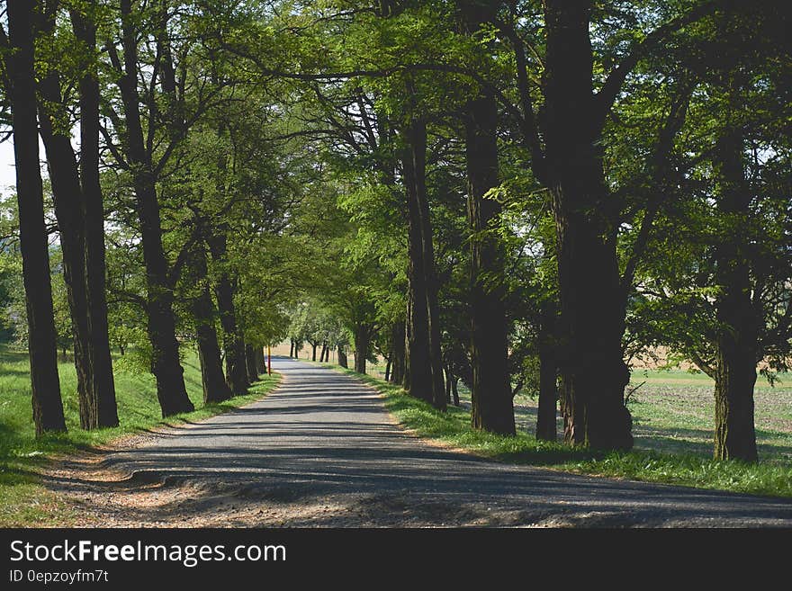 Empty Pathway Surrounded by Trees and Grass