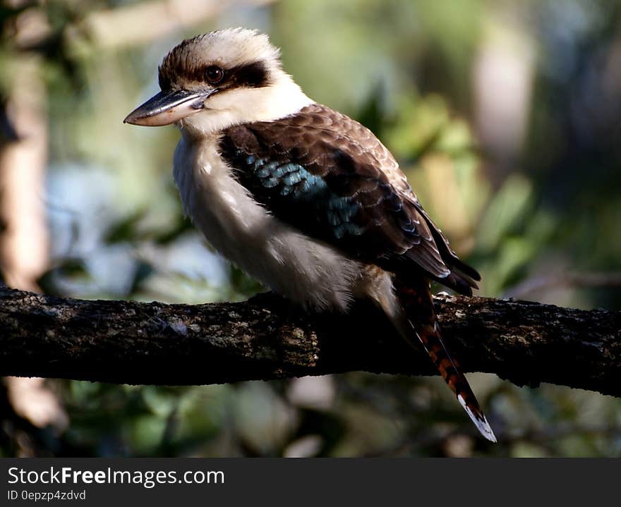 Gray and Brown Medium Size Beak Bird on Tree Branch