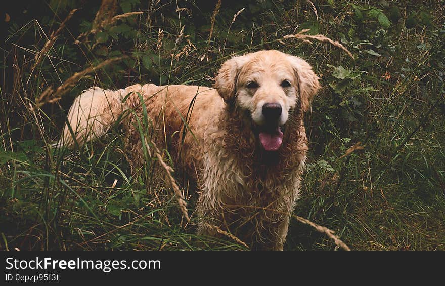 Portrait of dog laying in green grasses on sunny day. Portrait of dog laying in green grasses on sunny day.