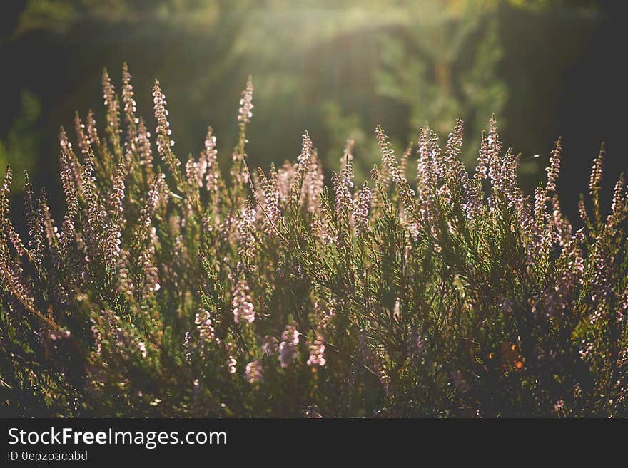 Lavender Flowers