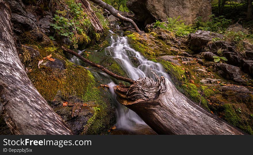 Forest With Flowing River Surrounded With Grasses