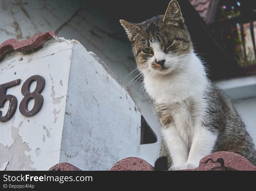 White and Gray Cat on Brown Roof