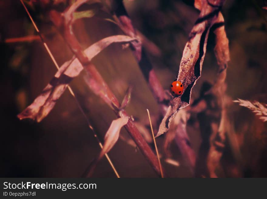 Portrait of red ladybug on dry grasses. Portrait of red ladybug on dry grasses.