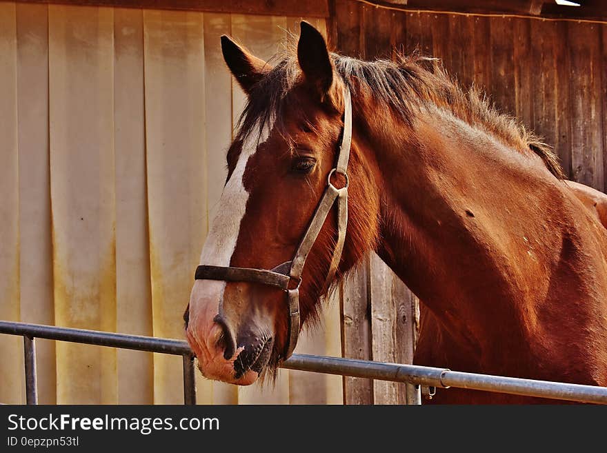 Brown and White Horse