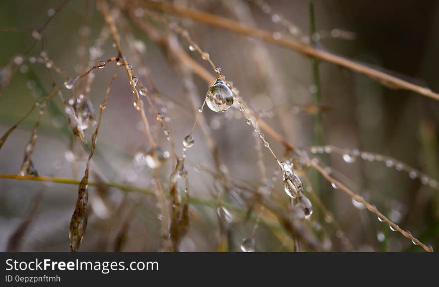 Macro Photography of Water Droplets on Brown Twigs during Daytime