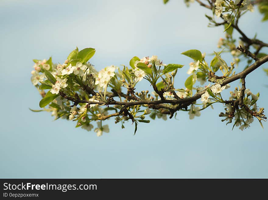 Close up of spring blooms on tree branch against blue skies on sunny day.