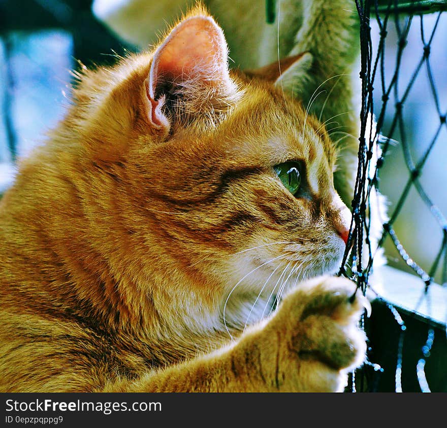 A ginger tabby cat peeking from behind a net. A ginger tabby cat peeking from behind a net.