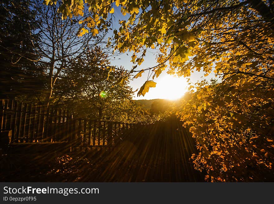 Brown Leaves and Fence With Sunlight