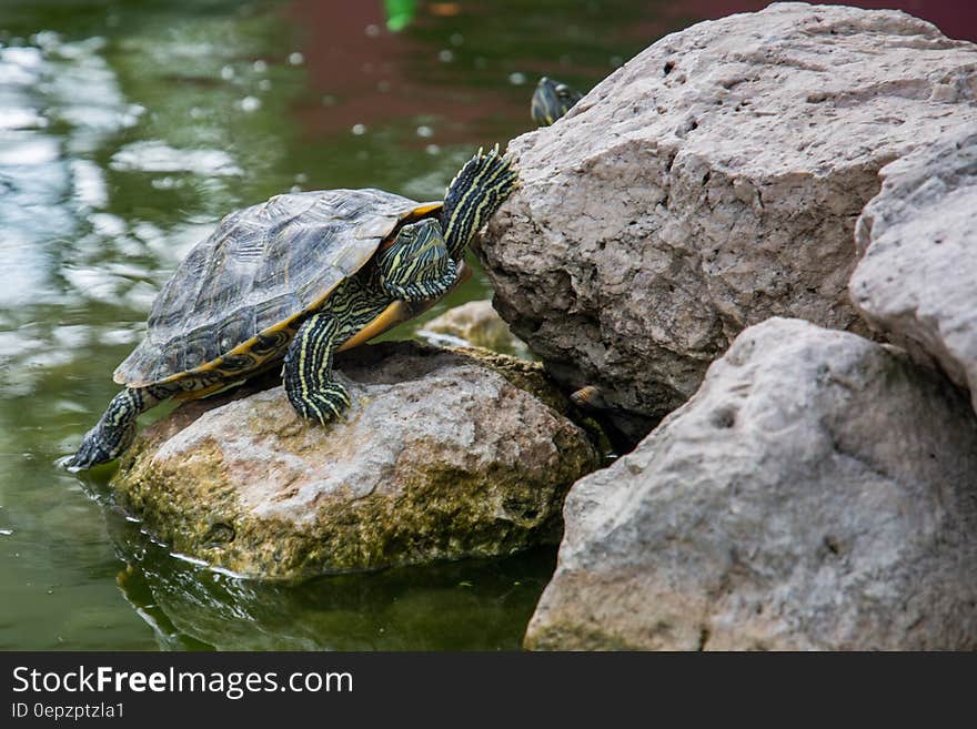 Red-eared slider, a terrapin on rocks in a pool of water.