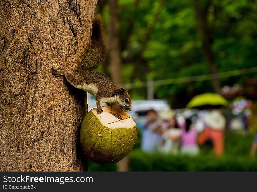 A squirrel feeding on an opened coconut fruit. A squirrel feeding on an opened coconut fruit.