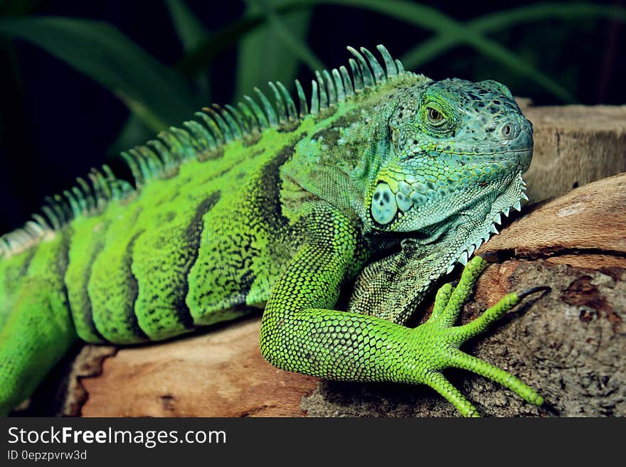 A green iguana lizard resting on tree trunk.