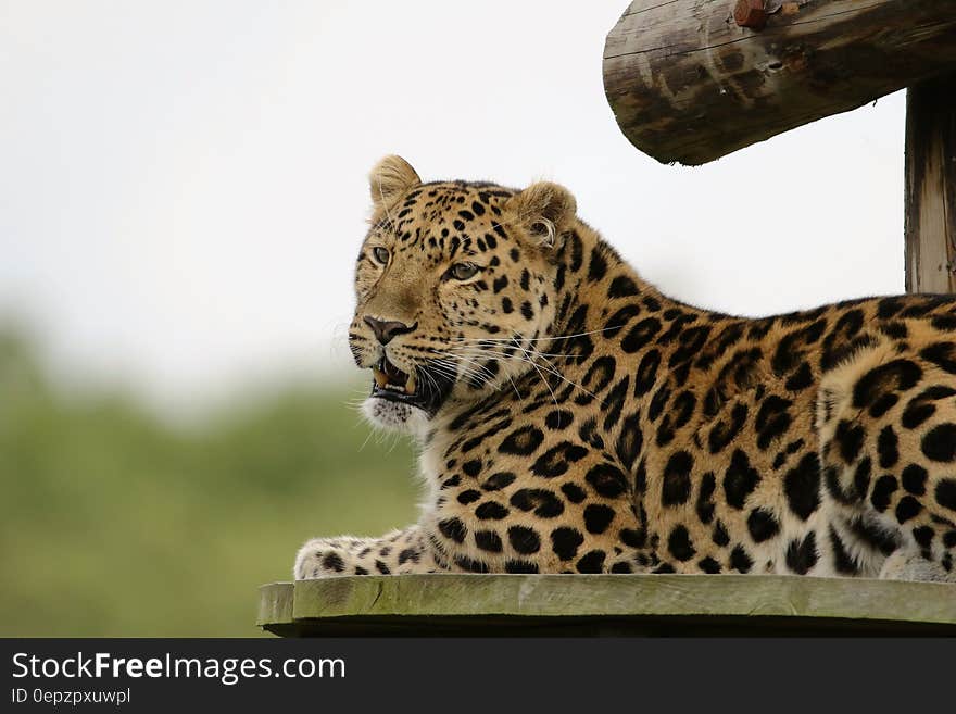 Leopard Lying on Brown Wooden Surface