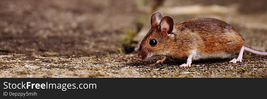 Portrait of brown mouse on ground on sunny day.