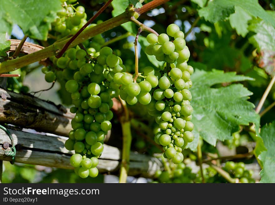 Green Grapes