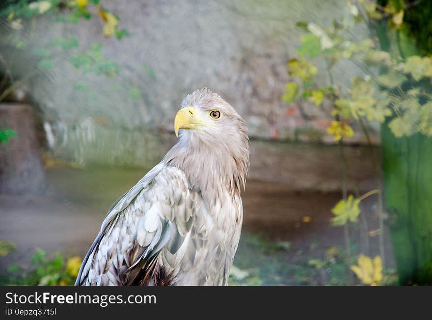 Profile of adult eagle outdoors in sunny garden. Profile of adult eagle outdoors in sunny garden.