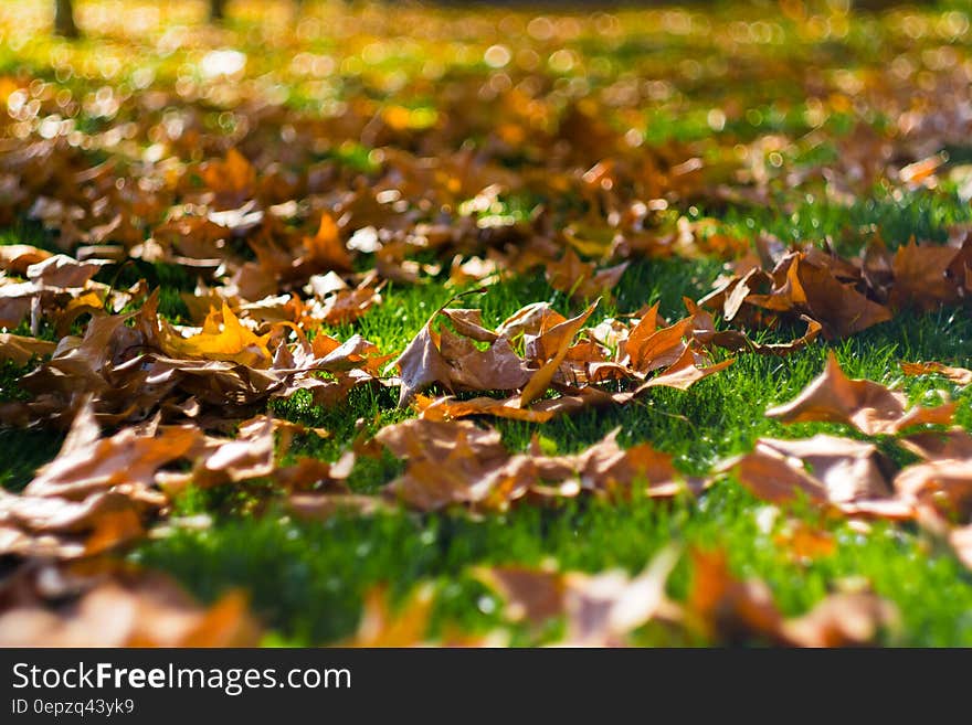 Close up of dry brown fall leaves on green grass on sunny day.