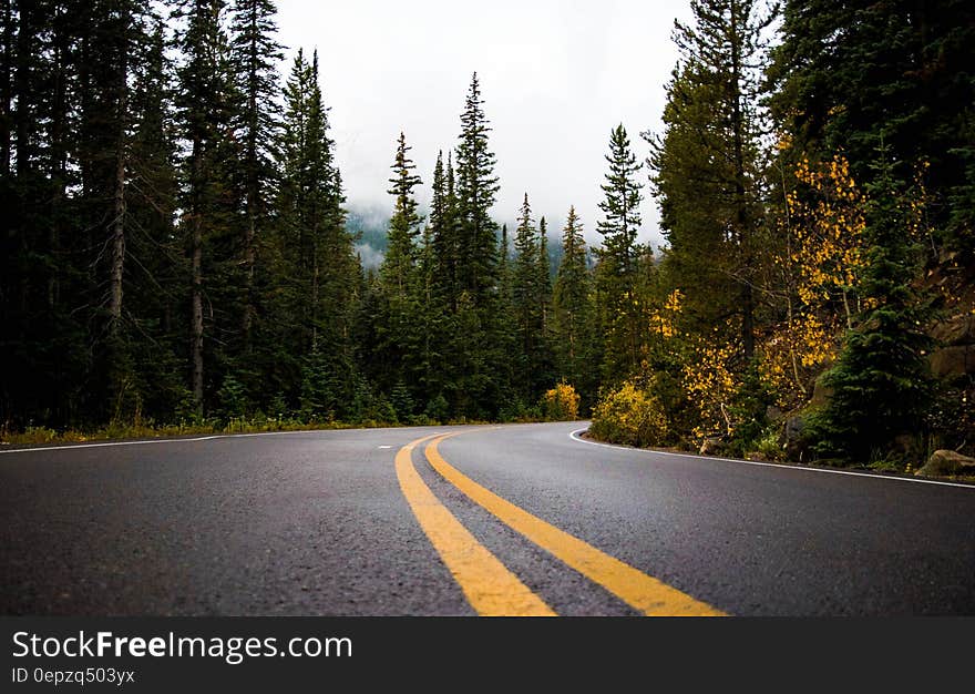 Gray and Yellow Road Between Forest