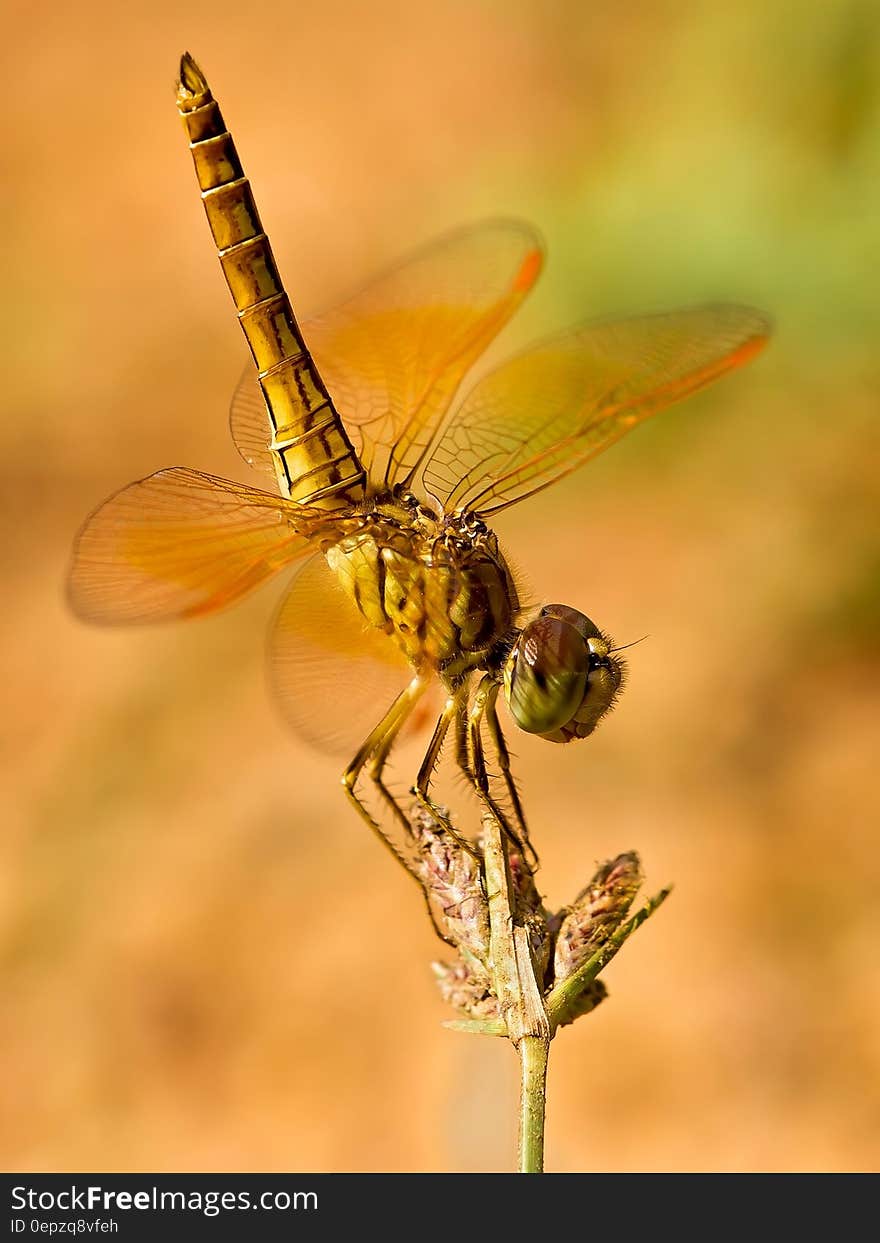 Macro close up of dragonfly on top of flower in sunny garden. Macro close up of dragonfly on top of flower in sunny garden.