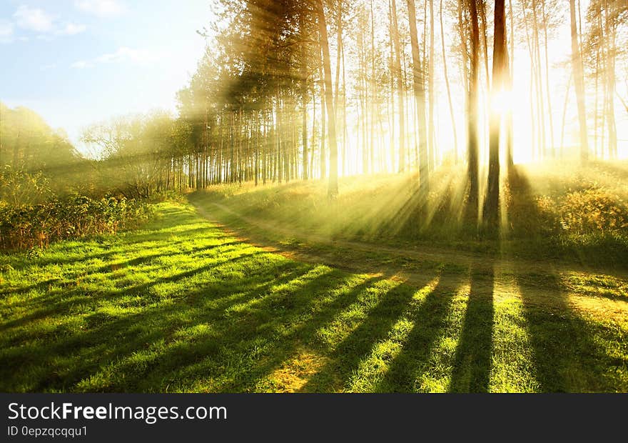 Sunlight filtering through trees at sunset over green field. Sunlight filtering through trees at sunset over green field.