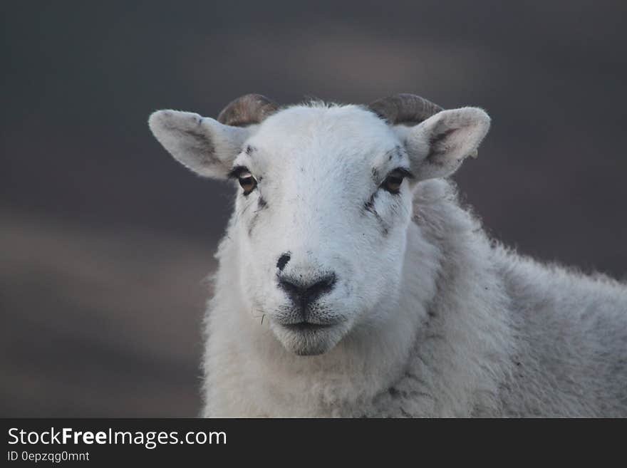 A close up portrait of a white ram. A close up portrait of a white ram.