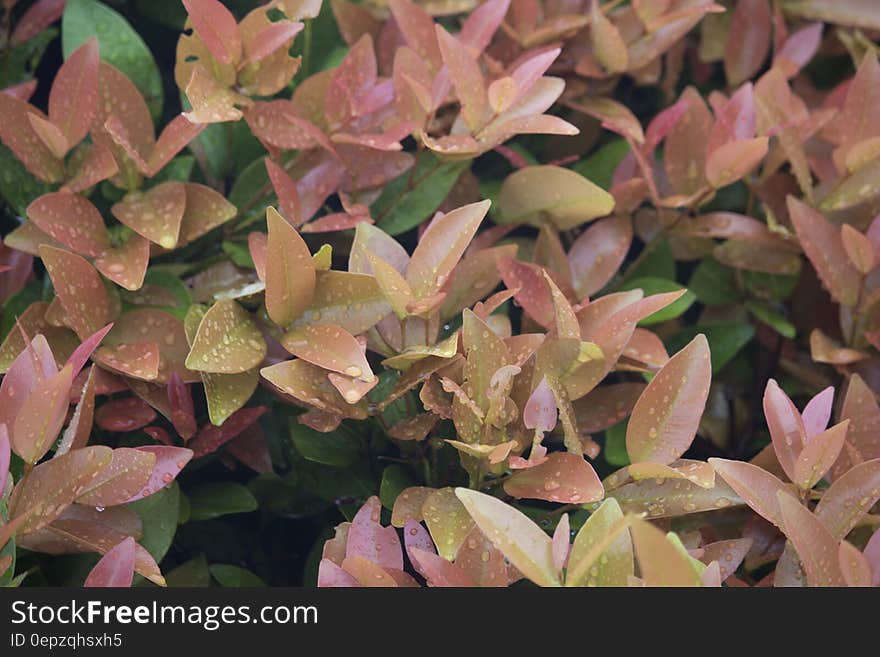 Pink and Brown Plant With Rain Drops