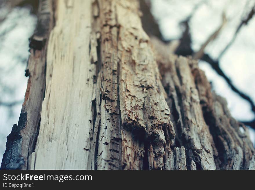 Closeup Photography of Bare Tree