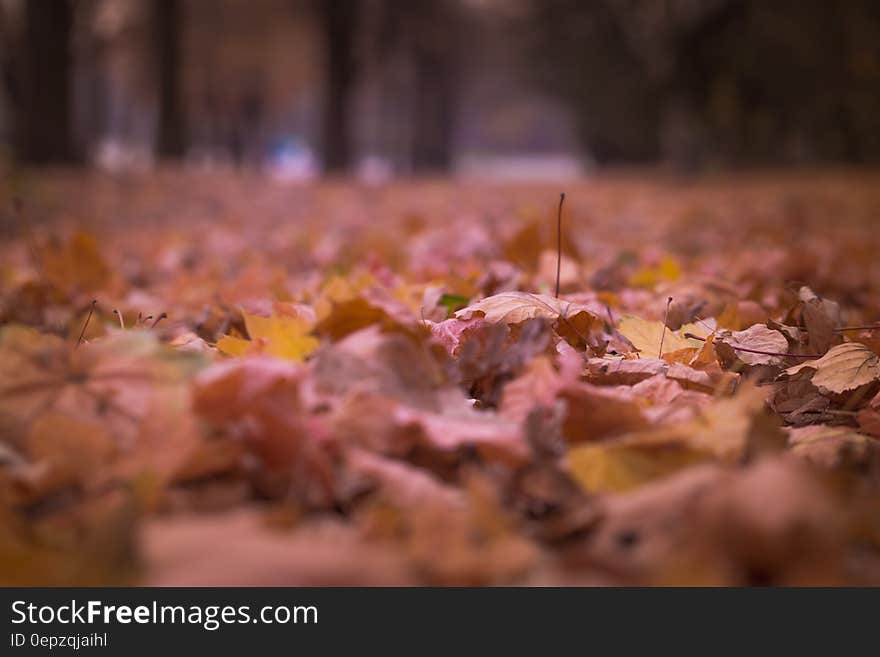 Withered Leaves on Floor Focus Photography