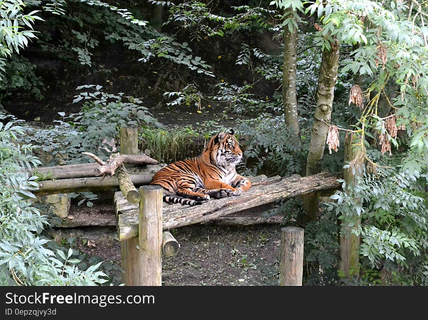 Brown and Black Tiger Sitting on Brown Wooden Table during Daytime