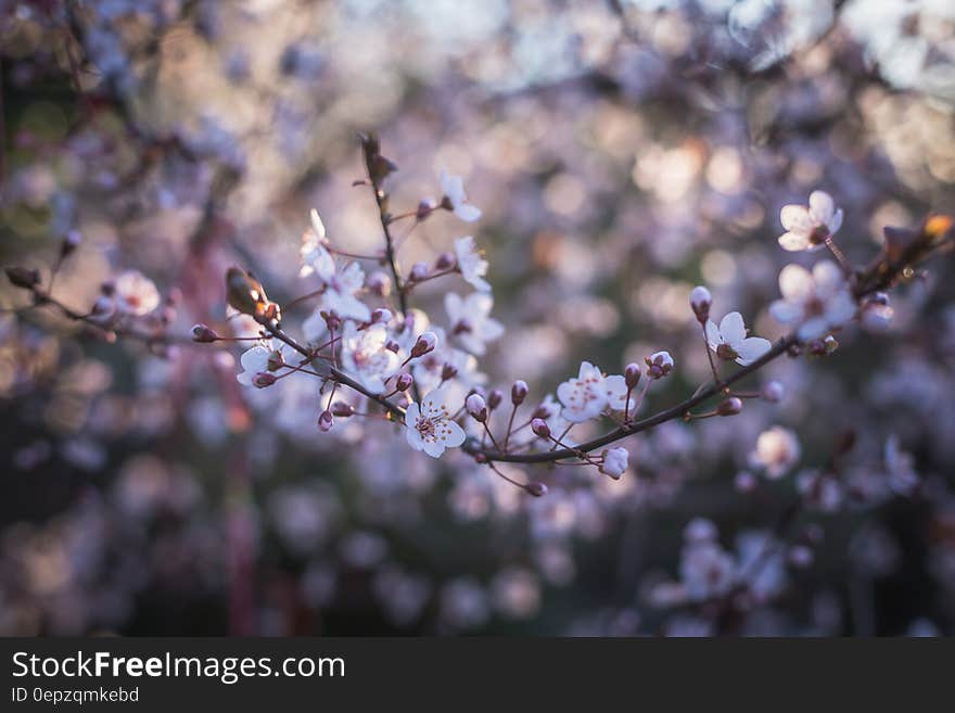 Cherry Blossoms Close Up Photography