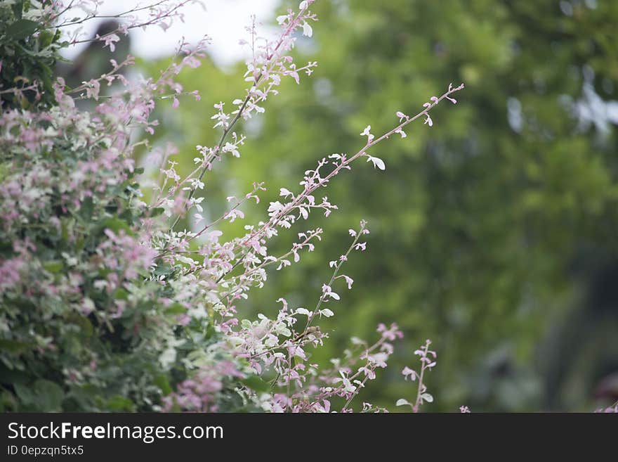 Pink Petaled Flower during Daytime