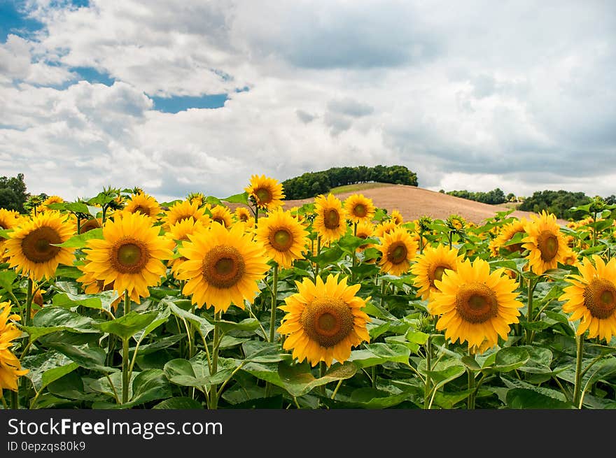 A field of sunflowers under cloudy skies.